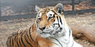 Rolling Hills Zoo says goodbye to beloved 17