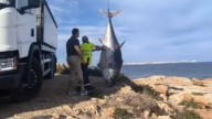 Sacan el cadáver de un atún rojo de 376 kilos en Torrevieja