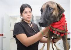 Isla Mujeres impulsa la adopción responsable y el cuidado animal