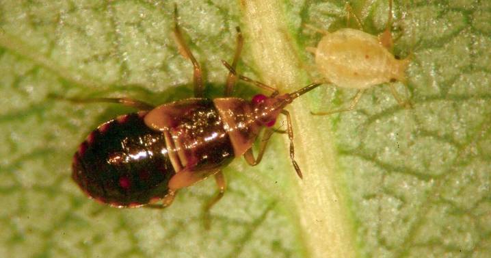 Annoying little black bugs 'pack a wallop,' but serve a beneficial purpose
