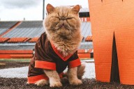Meet the Pudge, the Mas-cat Taking Over College Football (Exclusive)