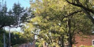 Little Italy neighborhood faces car break