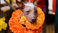 Anuncian el Festival “Camino al Mictlán” en Chihuahua con Motivo del Día de Muertos