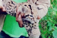 Liberan cachorro de jaguar en la Reserva Natural Protectora Montes de Oca