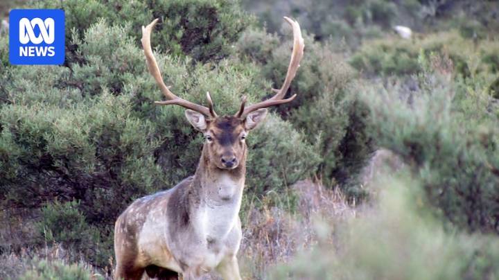 First survey in five years shows feral deer population boom in Tasmania