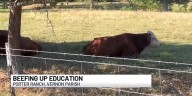Vernon Parish students get crash course in cattle ranching