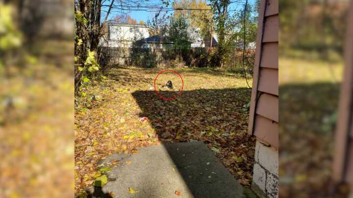 Michigan Electrician Steps Into A Forgotten Yard And Finds Two Lives Hanging On