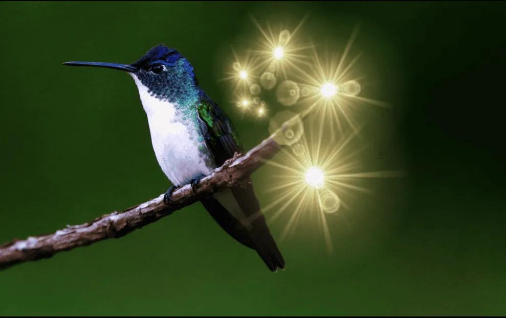 Checa qué representa que un colibrí visite tu casa
