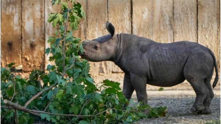 Adorable Baby Black Rhino Makes First Public Appearance at Cleveland Zoo Viral News