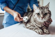 California to ban cat declawing