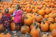 Pumpkins’ journey from ancient food staple to spicy fall obsession spans thousands of years