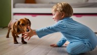 "Desde que nacieron mis hijos me arrepiento de tener 3 perros en casa: No deseo que se mueran, pero..."