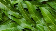 La Universidad de Cádiz lidera el desarrollo de un bioplástico con hoja de mango que prolonga la vida de los alimentos