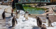Animal activists call for release of penguins who once lived at Edinburgh Zoo