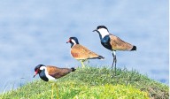 Young Birders’ Month 2025: Celebration of birds and nature for young people