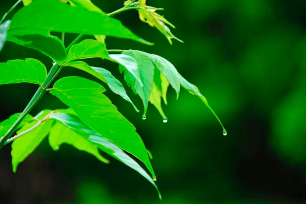 Siete plantas venenosas que pueden causar graves daños a la salud