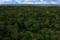 Caquetá reduce la deforestación en la Amazonía, según reporte del Ideam
