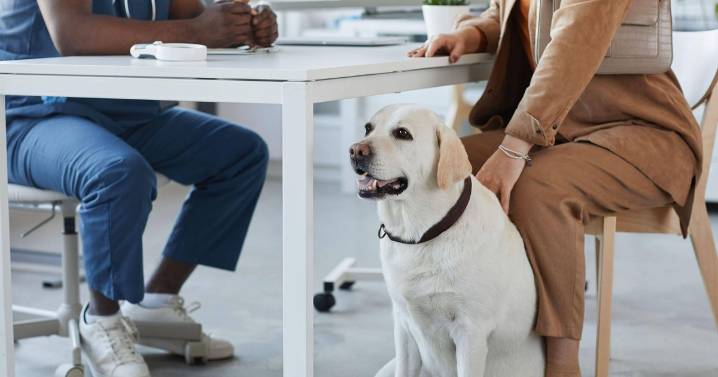 Vets could be forced to publish prices and cap prescription costs in major shake