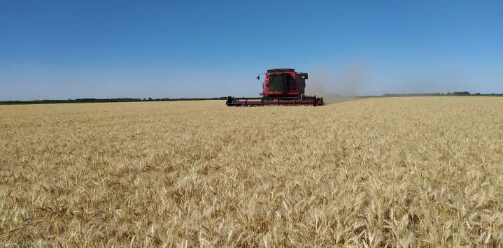 "Nunca vimos a los trigos así": histórica proyección para uno de los principales cereales que se producen en Argentina
