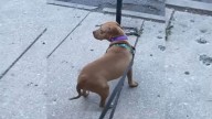 Illinois Dog Found Shaking With Fear On The Streets Finds Her Safe Haven
