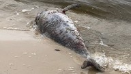 MS group proposes act to stop killing dolphins with floodwater