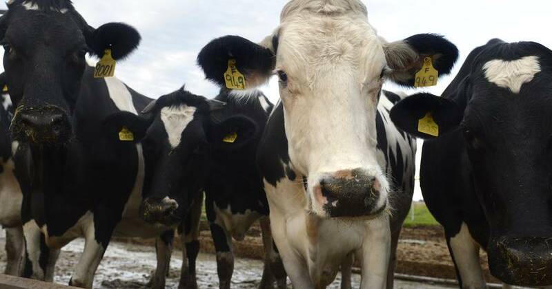 Don't forget gas: industry calls for renewable support