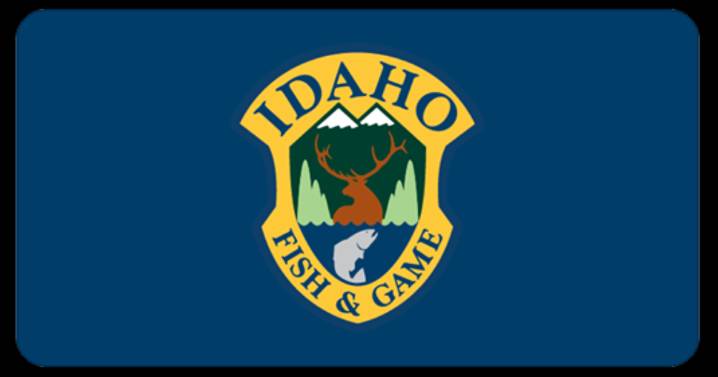 Illegal moose killings under investigation near Elk River
