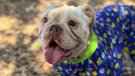 Bulldog that was found abandoned with severe pellet gun wound set to be adopted, shelter says