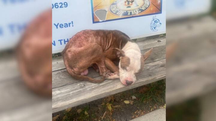 Illinois Dog’s Wait For His Owner Who Never Came Back Ended With Something Truly Beautiful