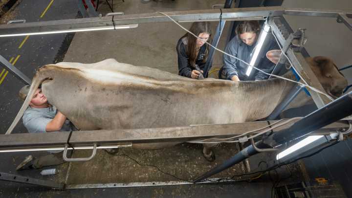 At World Dairy Expo, fitters spend hours helping cows look their best