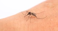 La fiebre del Nilo Occidental llega al norte de Extremadura: el SES confirma nuevos casos