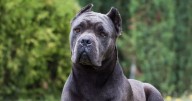 Animal welfare expert fears popular dog breed could be next to face UK ban
