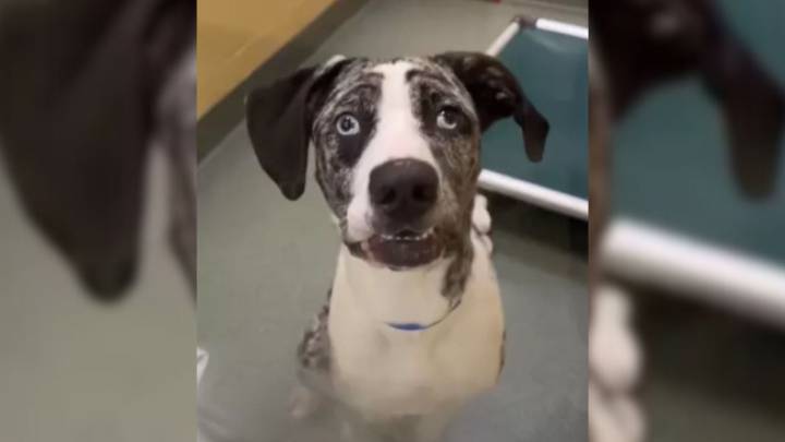 Florida Dog Adopted With Sister Is Sent Back Alone, But His Story Takes A New Turn
