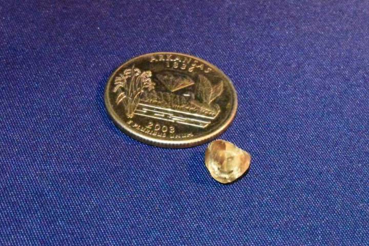 Couple Finds Large Diamond at State Park After Unsuccessful First Search