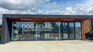 Lujos y spa para perros: este hotel de Roma está dirigido exclusivamente para las mascotas