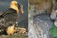 700-year-old sandal discovered in nest of bone