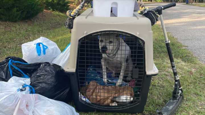 North Carolina Dog Left Beside Trash After Family Moves Away Finds A New Beginning