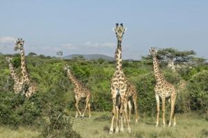 Kenya conservation areas evolve to keep Maasai and wildlife together