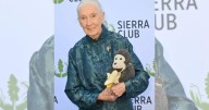 Falleció Jane Goodall a los 91 años, pionera mundial en el estudio y protección de los chimpancés