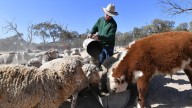 Environment 
                                          Premium
                                        NZ's bold pledge to reduce methane emissions by 2050
