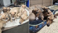 Pennsylvania Puppy Left Behind After Her Whole Family Finds Forever Homes