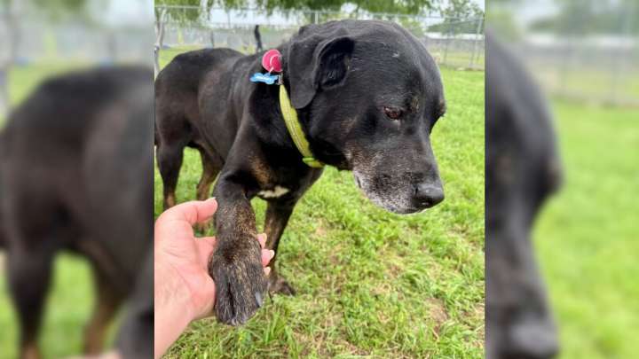 Dog Found Abandoned In Maryland Park Turns Out To Be Familiar Face From Shelter’s Past