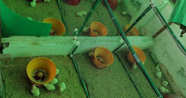 Así funciona el nuevo tratamiento natural que reduce en 90% el parásito que afecta millones de aves en el país