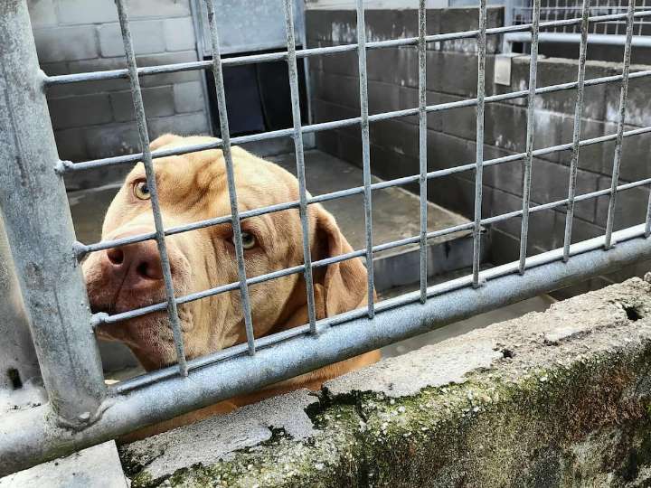 El sacrificio de ‘Gosu’ abre una batalla judicial de los animalistas contra las prácticas en perreras: “Han jugado a ser Dios”