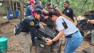 Agencia de Investigación del Delito de Maltrato o Crueldad Animal ha rescatado 222 animales en últimos meses