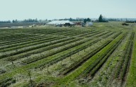 Skagit County debates value of farm preservation vs. agritourism