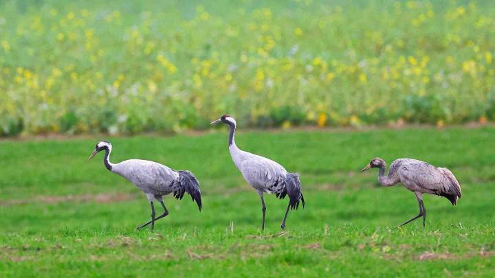 Alerta en Navarra: detectado el primer caso de gripe aviar en una grulla muerta en Arguedas