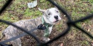 Connecticut pup abandoned, tied to fence during nor'easter downpours
