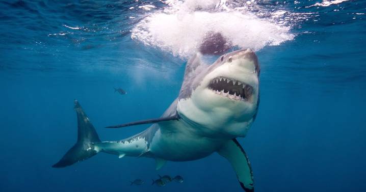 Boy, 14, 'fighting for his life' after being mauled by shark