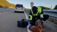 La Guardia Civil rescata a un perro atropellado en la carretera de Yebra de Basa